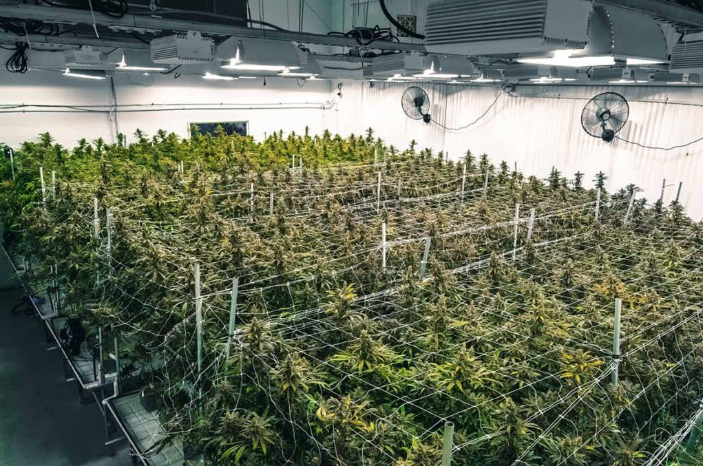 The Perfect Solution for Marijuana Grow Buildings